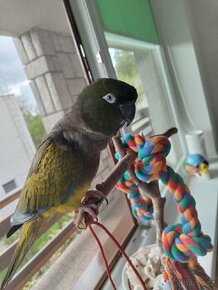 Ručně dokrmená samička papouška Patagonského