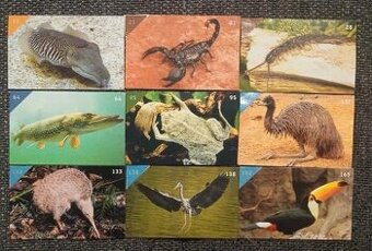Nálepky Animal Kingdom