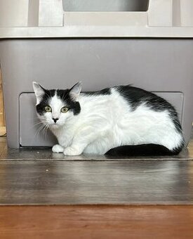 Dorotka