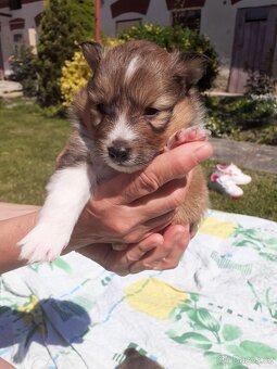 Štěňátka Sheltie/Šeltie s PP - 1