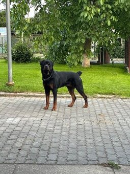 Rotvajler