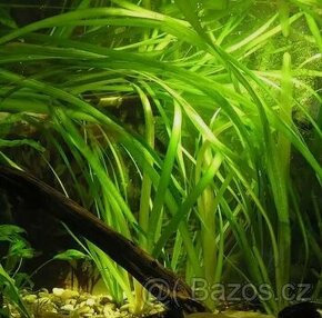 Akvarijní rostliny
