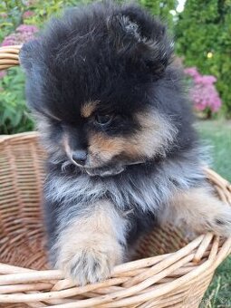 Pomeranian - štěňátko fenka