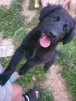 stene krizenec mix borderkolie,samojed,ohar