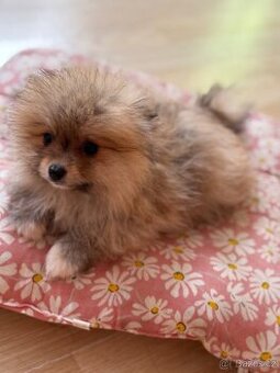 Pomeranian Štěňátko