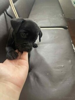 Nabízíme štěně labradora
