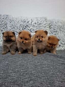 Pomeranian