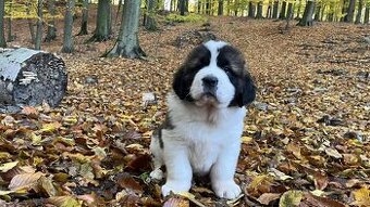 Moskevský strážní pes - štěně s rodokmenem FCI