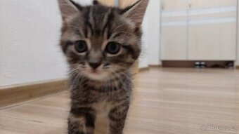 Daruji roztomilá koťátka