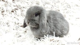 Zakrslý beránek, králíček, králík - KVIDO