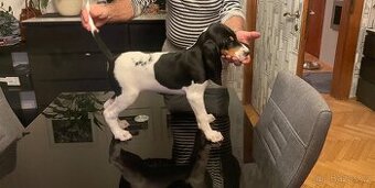 Prodáme štěňata vhodná pro lovecké účely