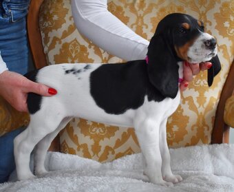 Prodáme štěňata vhodná pro lovecké účely