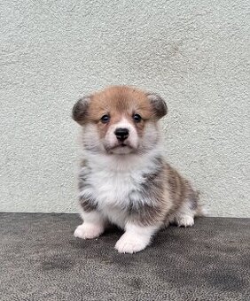 Welsh corgi pembroke s PP