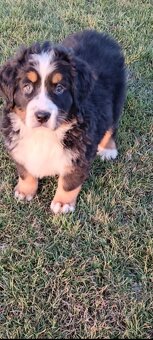 Bernský salašnický pes - štěňata