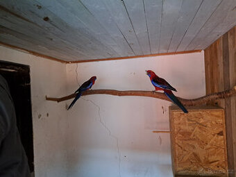 Rosela Penant červený