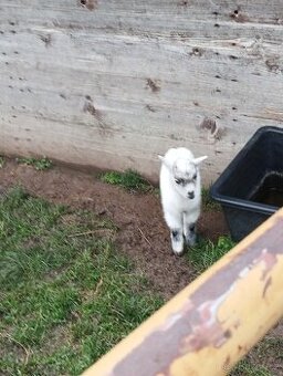 Prodám kozlíka kamerunské kozy