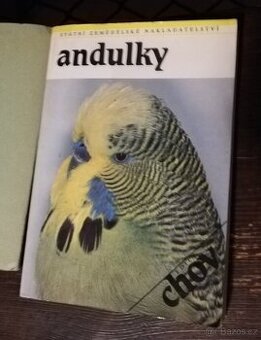 Andulky genetika pro chovatele - 1