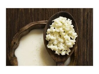 Tibetská kefírová houba