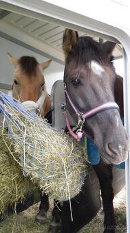 Přeprava koní a jiných zvířat, ČR + Evropa