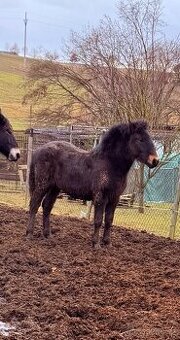 Chladnokrevný hřebeček