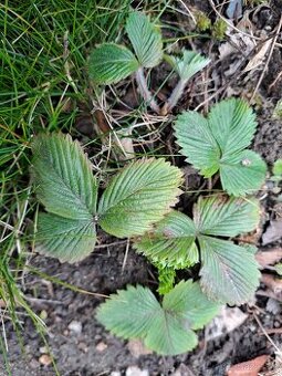 Jahody sazenice zakorenene