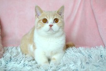 Kocourek Rendlík hledá nový domov