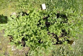Máta mojito BIO - velký trs