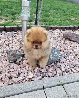 Pomeranian boo