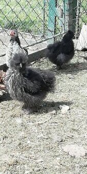 Hedvábnička vousatá
