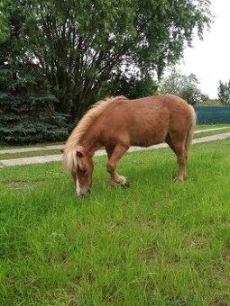 Pony - 1