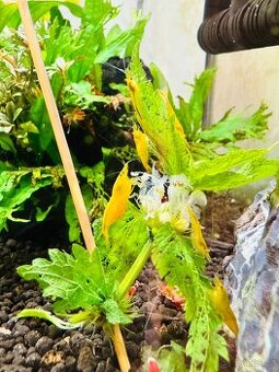 Neocaridina Davidi var. Yellow Sakura - 1