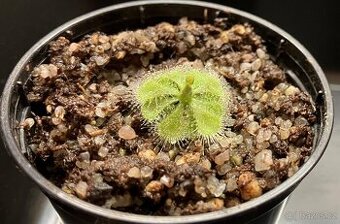 Drosera Burmannii