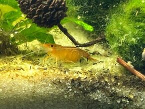 Krevetky oranžové Orange sakura - Neocaridina davidi