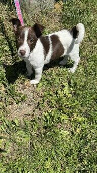 Jack Russel Teriér