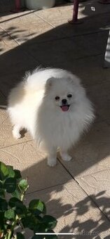Pomeranian s PP - 1