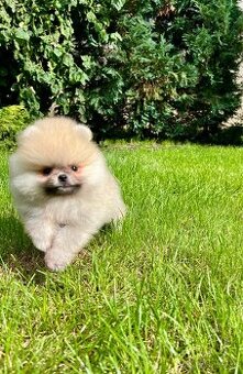 Pomeranian s PP - chlapeček (FCI)