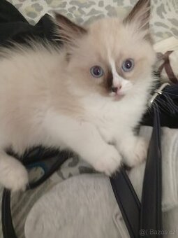 Ragdoll koťata