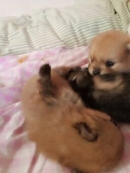 Pomeranian
