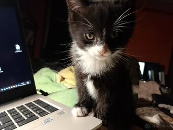 Daruji dobře vychovaná koťátka