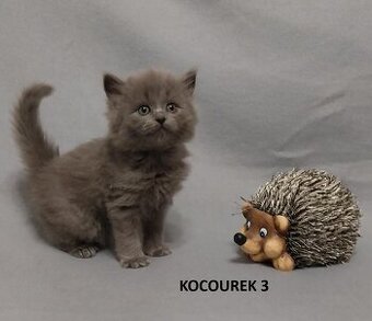 Britská koťátka britské kotě