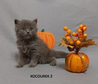 Britská koťátka britské kotě