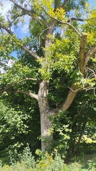 Prodám obrovský ořech na pokácení a dřevo