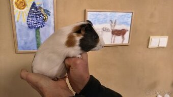 Morče, morčátko - sameček, narozen 12.8.2025