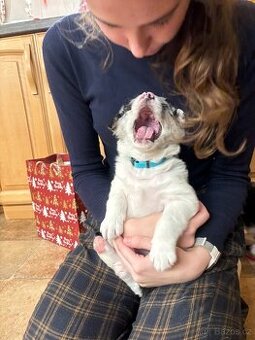 Kříženec bordelkolie