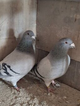 Prodej poštovních standardních holubů