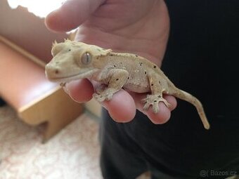 Terárium s pagekony