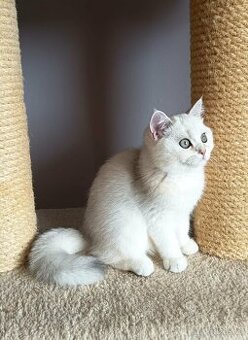 Koťátka britské kočky s PP