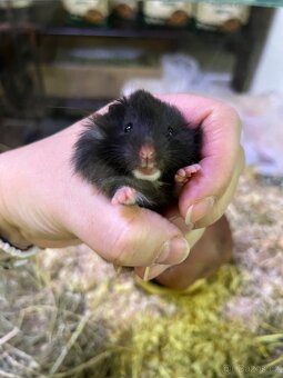 Křeček Syrský nar. 6.3.2026.