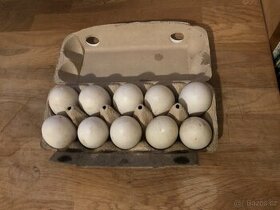 Domácí kachní vejce