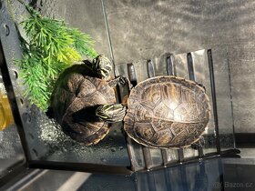 Dvě vodní želvy + vybavení